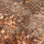 Forest Floor Texture