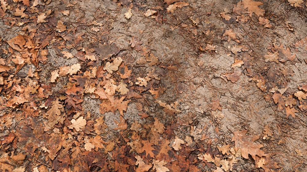 Forest Floor Texture