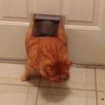 How Big of a Pet Door for a Fat Cat