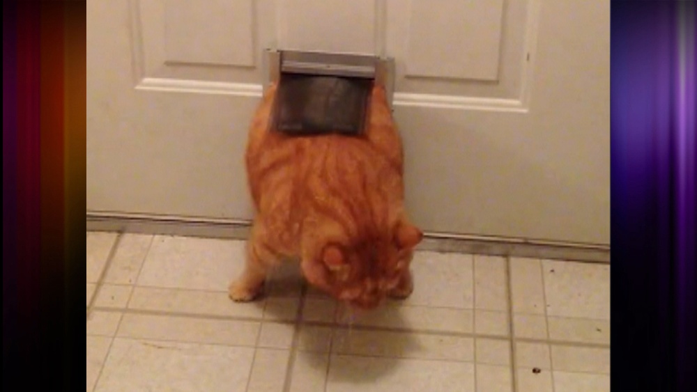 How Big of a Pet Door for a Fat Cat