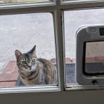 How Does an Electronic Pet Door Work