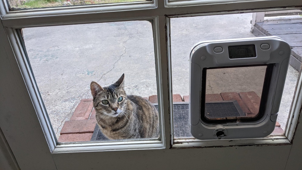 How Does an Electronic Pet Door Work