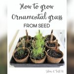 How Early to Plant Ornamental Grasses from Seed Indoors