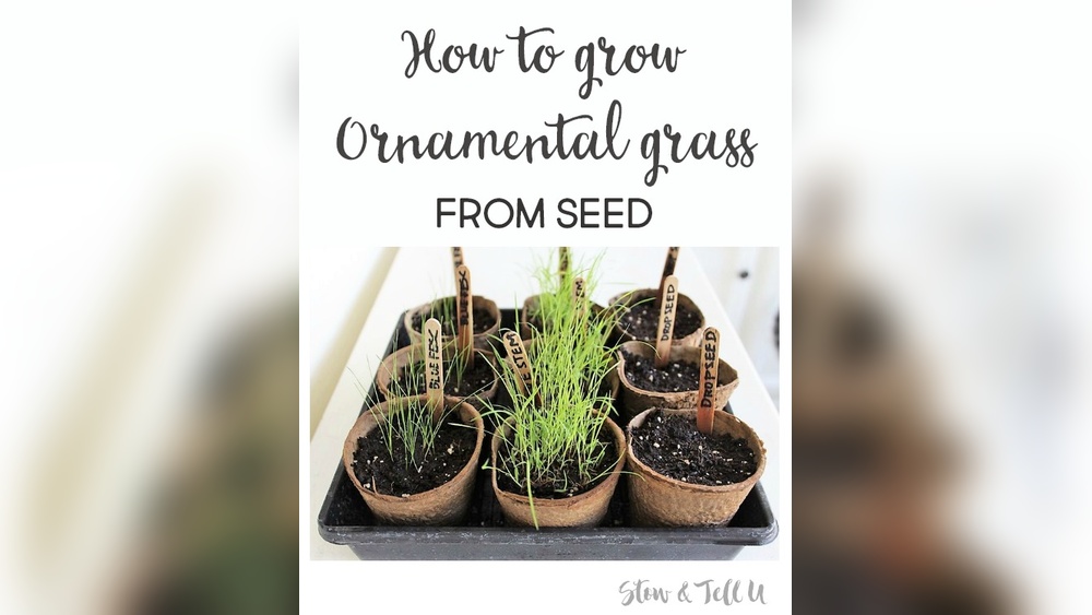 How Early to Plant Ornamental Grasses from Seed Indoors