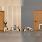 How Safe are Pet Doors