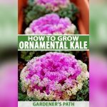 How to Care for Ornamental Kale Indoors
