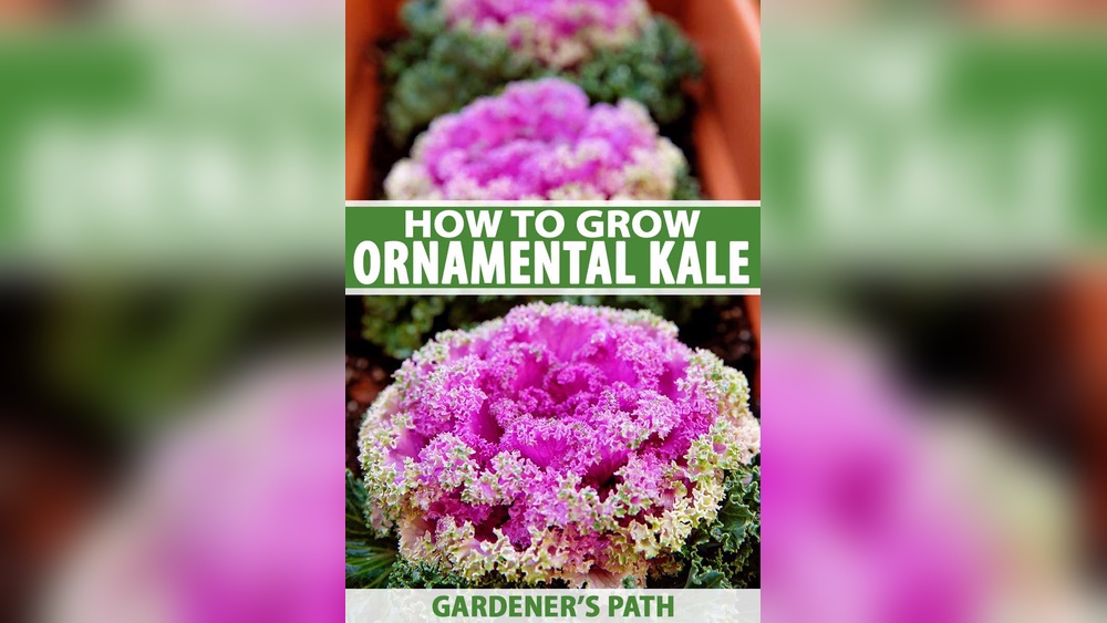 How to Care for Ornamental Kale Indoors