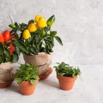 How to Care for Ornamental Peppers Indoors