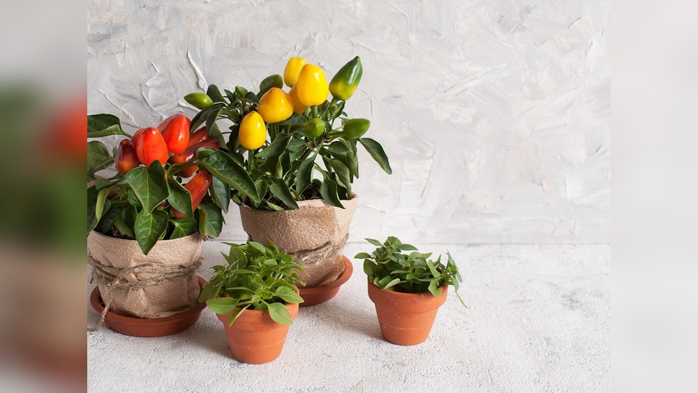 How to Care for Ornamental Peppers Indoors