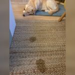 How to Clean Pet Stains from Throw Rugs