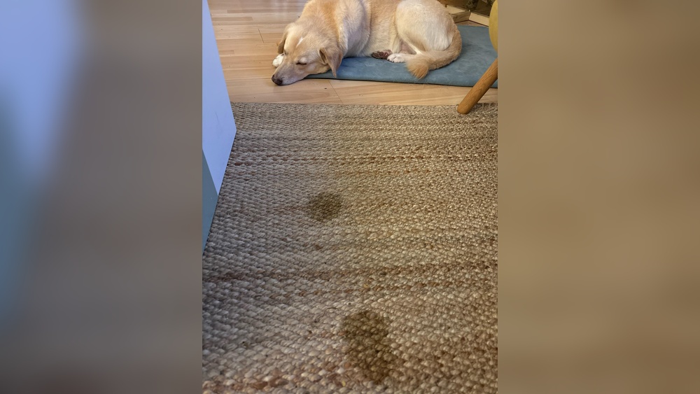 How to Clean Pet Stains from Throw Rugs