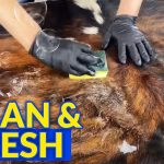 How to Clean Pet Urine from a Cowhide Rug