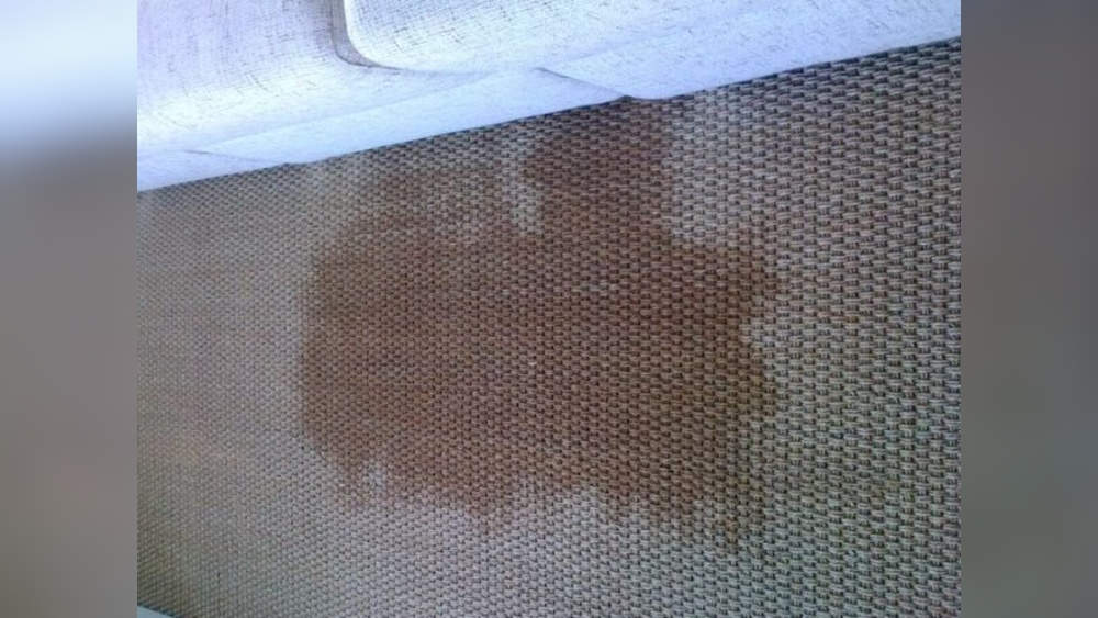 How to Clean Pet Urine from Sisal Rug