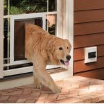 How to Cut Pet Door Hole
