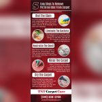 How to Get Pet Urine Odor Out of Area Rug