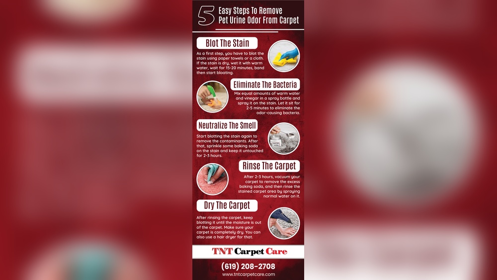 How to Get Pet Urine Odor Out of Area Rug