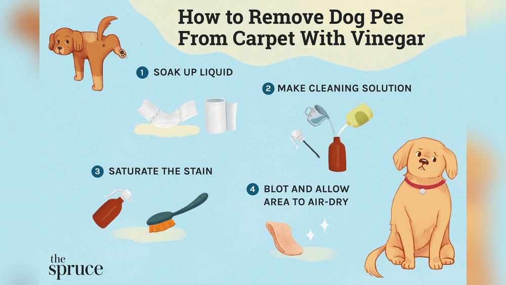 How to Get Pet Urine Out of a Rug
