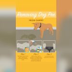 How to Get Pet Urine Out of Area Rug