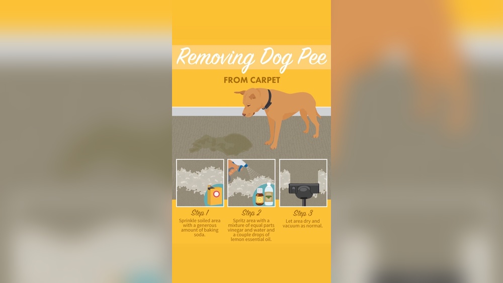 How to Get Pet Urine Smell Out of Area Rug