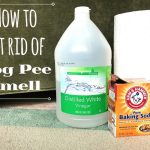 How to Get Pet Urine Smell Out of Rug