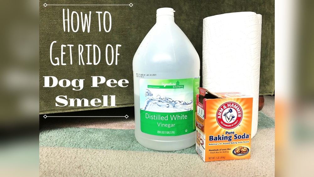 How to Get Pet Urine Smell Out of Rug