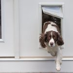 How to Install a Pet Door in a Door