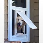How to Install a Pet Door in a Storm Door
