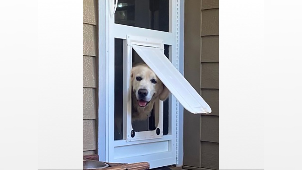 How to Install a Pet Door in a Storm Door