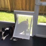 How to Install a Pet Door in the Screened Porch