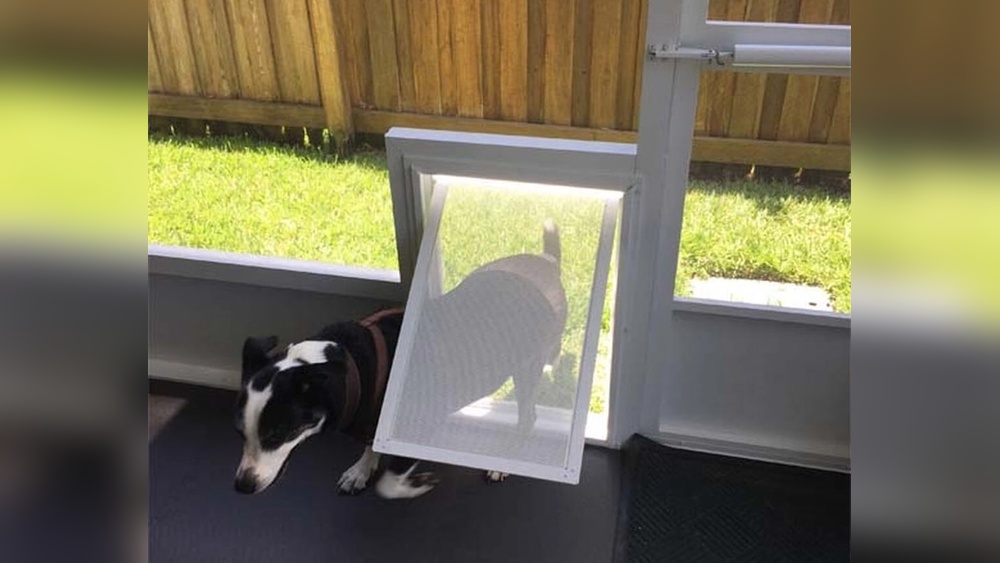 How to Install a Pet Door in the Screened Porch