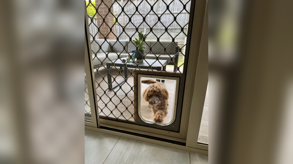 How to Install Pet Door in Screen