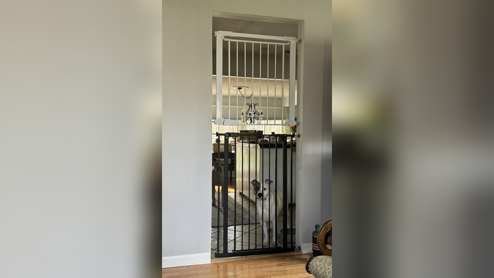 How to Keep Dogs from Jumping Over Pet Gate