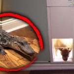 How to Keep Other Animals from Using Pet Door