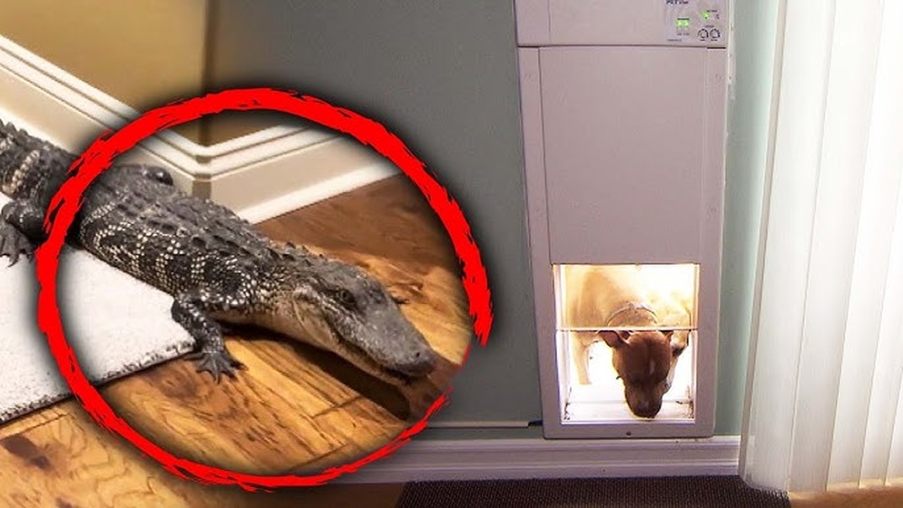 How to Keep Other Animals from Using Pet Door