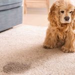 How to Keep Pets from Peeing on Rugs