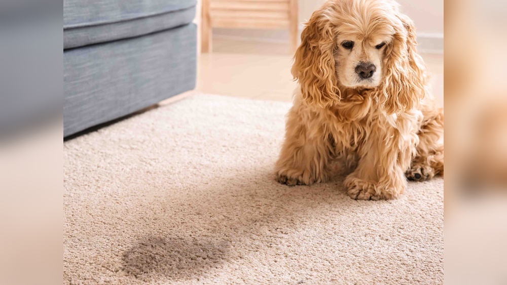 How to Keep Pets from Peeing on Rugs