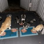 How to Keep Possums Out of Pet Doors