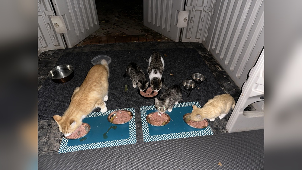 How to Keep Possums Out of Pet Doors