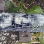 How to Make a One Way Pet Door