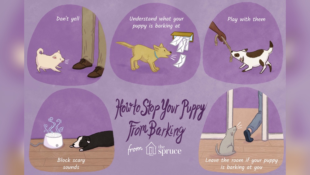How to Make Pet Stop Howling at Bedroom Door