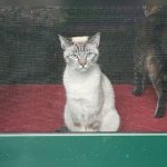How to Protect Your Screen Door from Pets