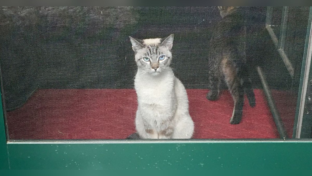 How to Protect Your Screen Door from Pets