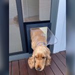 How to Put a Pet Door in a Screen Door