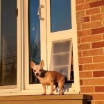 How to Put a Pet Door in My Drywall