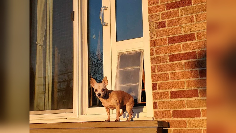 How to Put a Pet Door in My Drywall