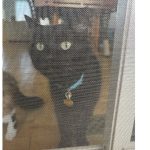 How to Reinforce My Screen Door So Pets Don'T Escape