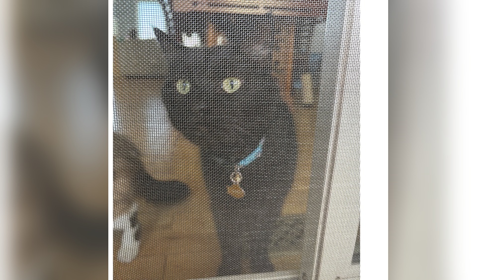 How to Reinforce My Screen Door So Pets Don'T Escape