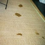 How to Remove Dried Pet Urine from Seagrass Rug