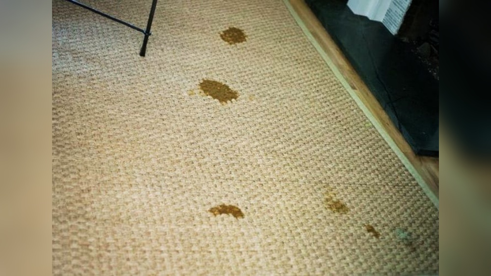 How to Remove Dried Pet Urine from Seagrass Rug