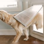 How to Remove Magnet from Pet Door Flap Petsafe
